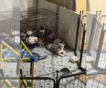 Small #3 French Bulldog