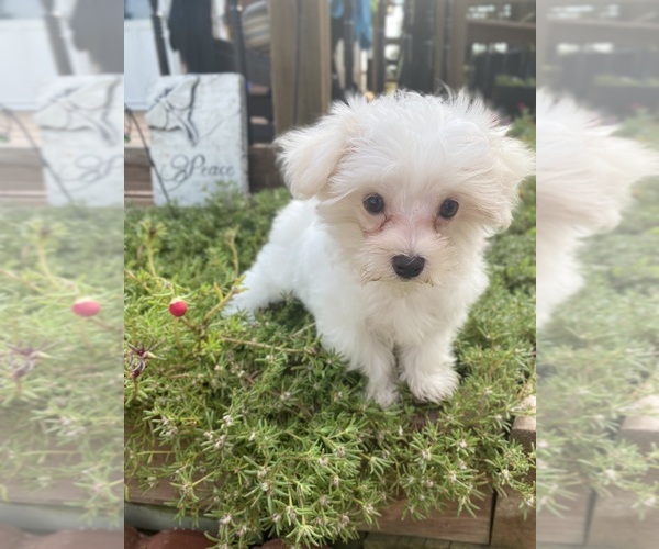 Medium Photo #6 Maltese Puppy For Sale in FREDONIA, KS, USA
