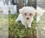 Small #5 Maltese