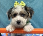 Small #2 Morkie