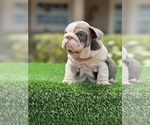 Small Photo #1 Bulldog Puppy For Sale in AUBURNDALE, FL, USA