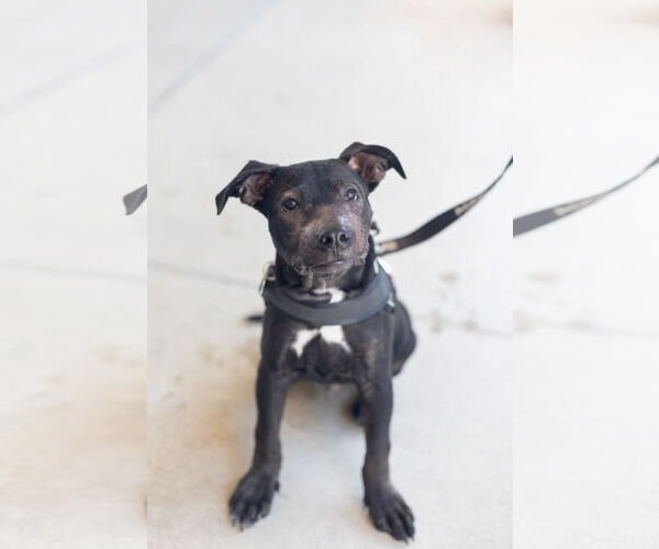 Medium Photo #2 American Pit Bull Terrier-Unknown Mix Puppy For Sale in San Jose, CA, USA