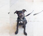 Small #1 American Pit Bull Terrier Mix