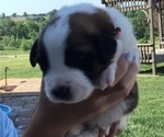 Puppy 1 Saint Bernard