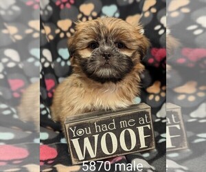 Shih Tzu Puppy for sale in CLARE, IL, USA