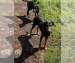 Small Photo #1 Doberman Pinscher-German Shepherd Dog Mix Puppy For Sale in ELLENVILLE, NY, USA