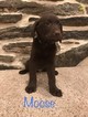 Small Photo #1 Labrador Retriever Puppy For Sale in NARVON, PA, USA
