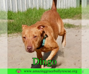 Dingo - Male American Pit Bull Terrier-Unknown Mix Dog for Adoption - Photo #2