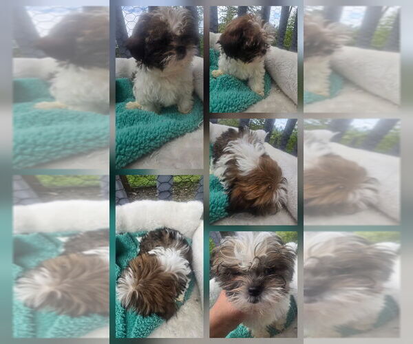 Medium Photo #2 Shorkie Tzu Puppy For Sale in LEBANON, OR, USA