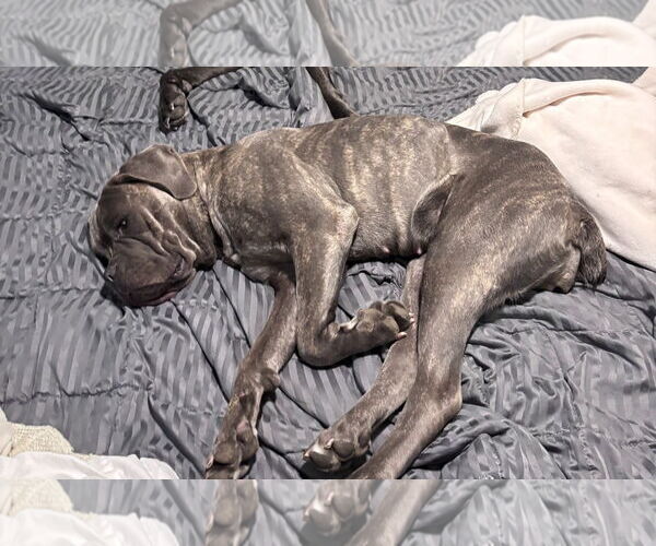 Medium Photo #2 Mutt Puppy For Sale in Goodyear, AZ, USA