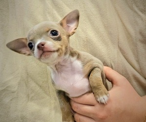 Chihuahua Puppy for sale in POST FALLS, ID, USA