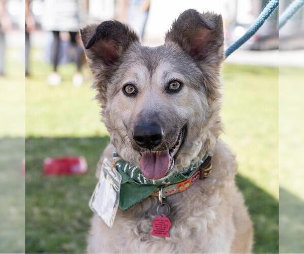 Medium Photo #23 Mutt Puppy For Sale in San Diego, CA, USA