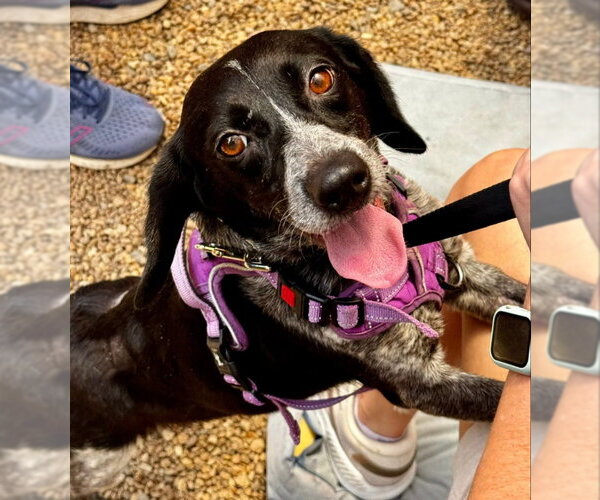 Medium Photo #3 Beagle-Unknown Mix Puppy For Sale in Fairfax, VA, USA