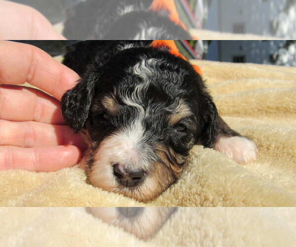Medium Photo #6 Bernedoodle Puppy For Sale in BIG ROCK, IL, USA