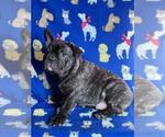 Small Photo #16 French Bulldog Puppy For Sale in N CHESTERFLD, VA, USA
