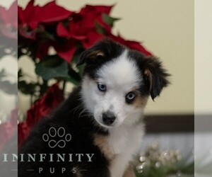 Miniature Australian Shepherd Puppy for sale in REBERSBURG, PA, USA