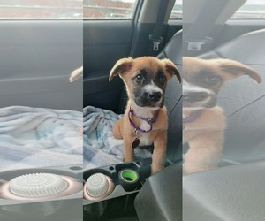 Boxer-Unknown Mix Dogs for adoption in pomfret, CT, USA