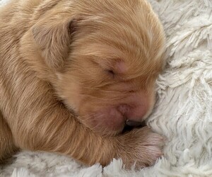 Medium Golden Retriever