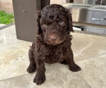 Puppy Hunter Poodle (Standard)
