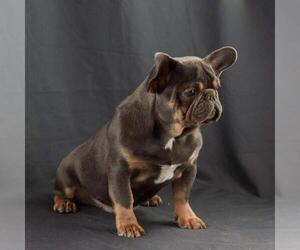 Father of the French Bulldog puppies born on 09/01/2020