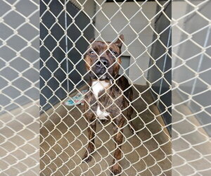 Staffordshire Bull Terrier-Unknown Mix Dogs for adoption in Maryville, TN, USA