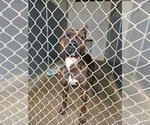 Small Staffordshire Bull Terrier Mix