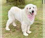 Small #1 Great Pyrenees Mix