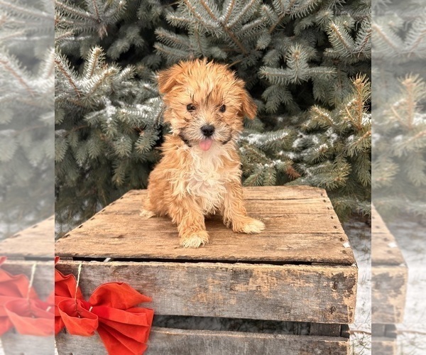 Medium Photo #1 Morkie Puppy For Sale in MIDDLEBURY, IN, USA