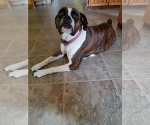 Mother of the Boxer puppies born on 08/05/2019