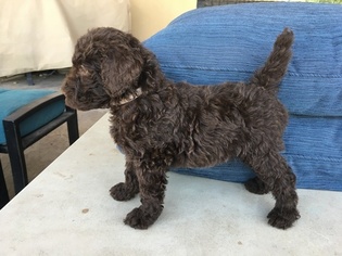 Poodle (Standard) Puppy for sale in SAINT GEORGE, UT, USA