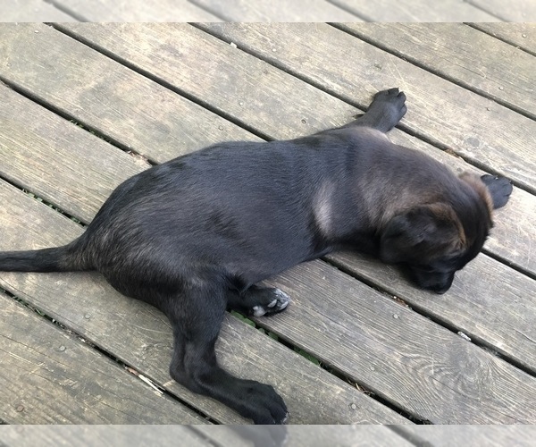 Medium Photo #28 Shepradors Puppy For Sale in BELLEFONTE, DE, USA