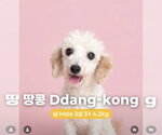 DDANG-KONG - Male Cock-A-Poo-Unknown Mix Dog for Adoption - Small photo