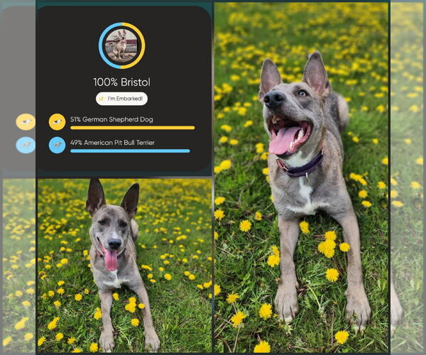 Medium Photo #7 Mutt Puppy For Sale in New London, WI, USA