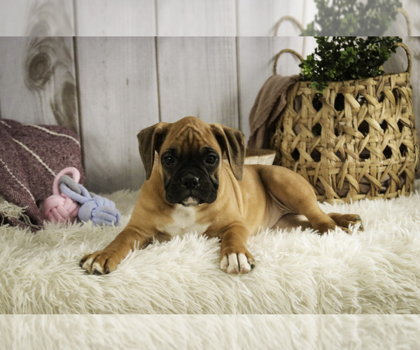 Medium Photo #5 Boxer Puppy For Sale in SHIPSHEWANA, IN, USA