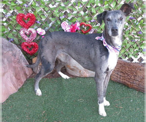 Medium Photo #1 Great Dane-Greyhound Mix Puppy For Sale in Oklahoma City, OK, USA