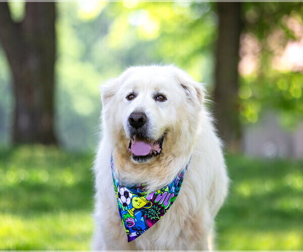 Medium Photo #3 Great Pyrenees-Unknown Mix Puppy For Sale in Unionville, PA, USA