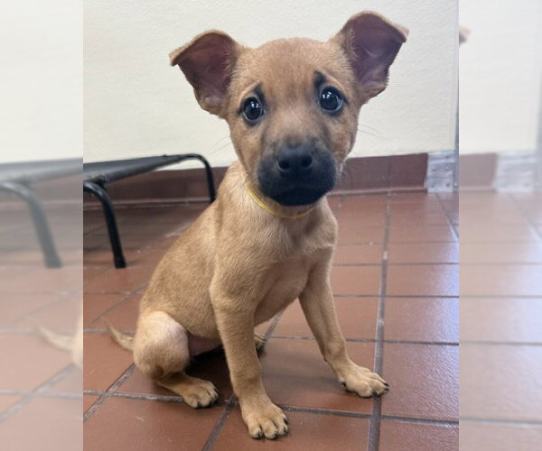 Medium Photo #5 Mutt Puppy For Sale in Jefferson, NJ, USA