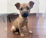 Small #4 Mutt