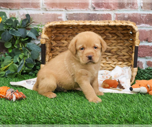 Labrador Retriever Puppy for sale in SYRACUSE, IN, USA