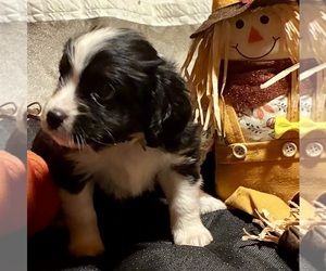 Aussalier Puppy for sale in PICAYUNE, MS, USA