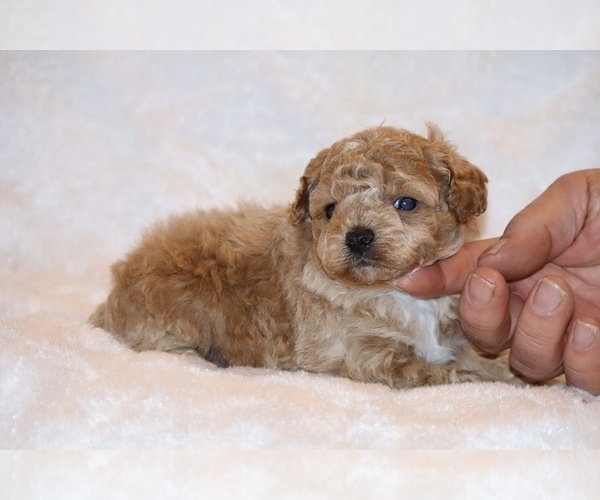 Medium Photo #5 Poodle (Toy) Puppy For Sale in DYERSBURG, TN, USA