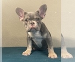 Small Photo #3 French Bulldog Puppy For Sale in STUDIO CITY, CA, USA