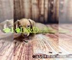 Small Photo #4 Dachshund Puppy For Sale in RIPLEY, MS, USA
