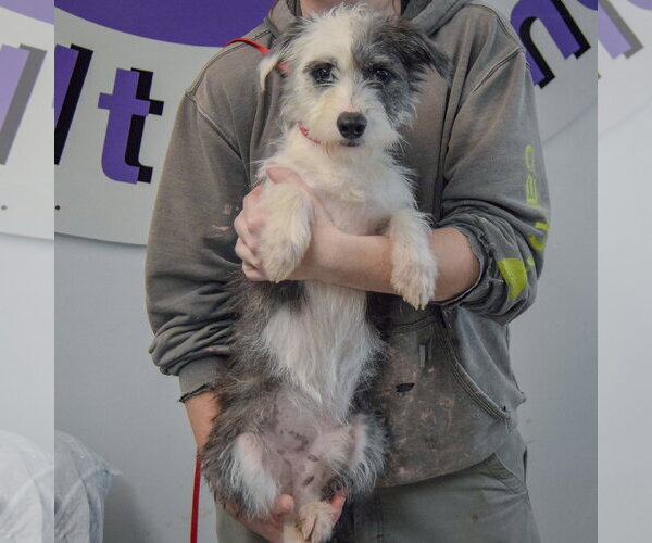Medium Photo #4 Shih Tzu-Unknown Mix Puppy For Sale in Huntley, IL, USA