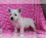 Small Photo #1 West Highland White Terrier Puppy For Sale in SHILOH, OH, USA