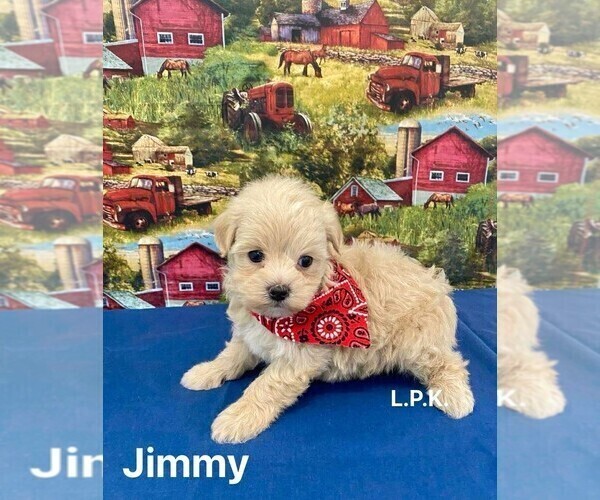 Medium Photo #2 Maltipoo Puppy For Sale in WINNSBORO, LA, USA