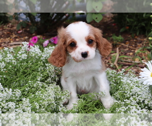Cavalier King Charles Spaniel Puppy for sale in SHILOH, OH, USA