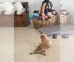 Small Photo #2 ShiChi Puppy For Sale in York, SC, USA