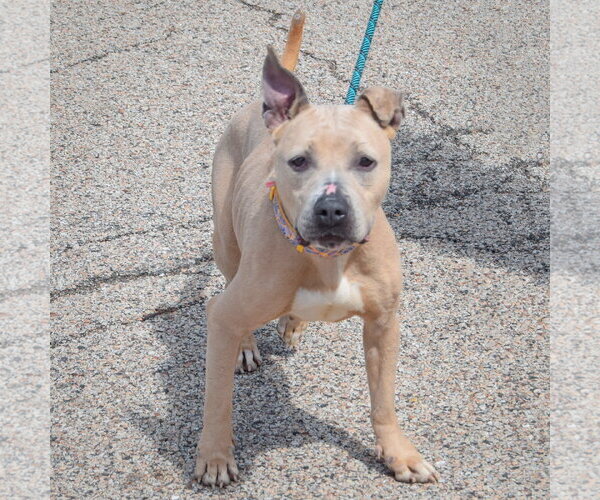 Medium Photo #3 American Bulldog-American Staffordshire Terrier Mix Puppy For Sale in Huntley, IL, USA