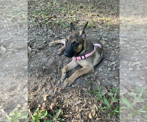Poppet - Located in Georgia - Female Mutt Dog for Adoption - Photo #4